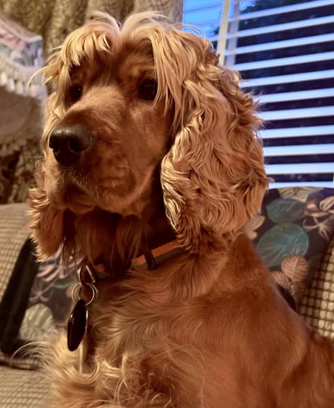 A cute cocker spaniel sat on a sofa